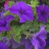 Surfinia® Giant Blue Petunia Plant -Annual Plants Shop petunia plant surfinia trailing giant blue 256 detail