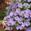 Surfinia® Sky Blue Petunia Plant -Annual Plants Shop petunia surfinia sky blue 1577 detail