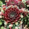 Pilioseum Sempervivum (Hens And Chicks)