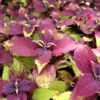 Pineapple Beauty Coleus Plant