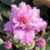 Pink Bicolor African Violet -Annual Plants Shop pink african violet plant 720 detail