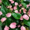 Pink Anthurium -Annual Plants Shop pink anthurium plants 2175 detail