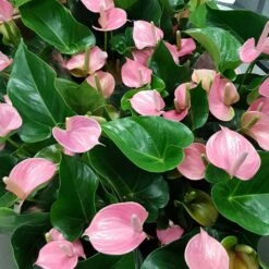 Pink Anthurium
