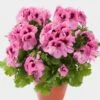 Aristo® Pink Regal Geranium Plant