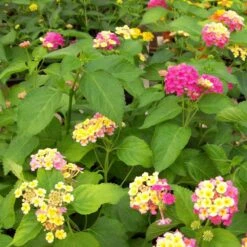 Pink Lemonade Lantana Plant