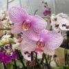 Pink Veined Phalaenopsis Orchid 1 Pink Veined Phalaenopsis Orchid -Annual Plants Shop pink veined phalaenopsis orchid plant 2 173 detail