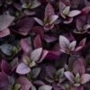 Plum Dandy™ Alternanthera Plant -Annual Plants Shop plum dandy alternathera plants 1832 detail