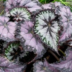 Plum Paisley Rex Begonia Plant