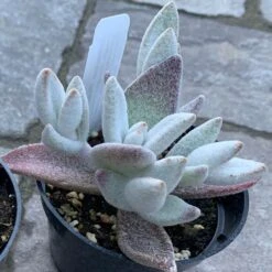 Polar Bear Kalanchoe (Flaming Katy)