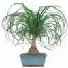 Ponytail Palm