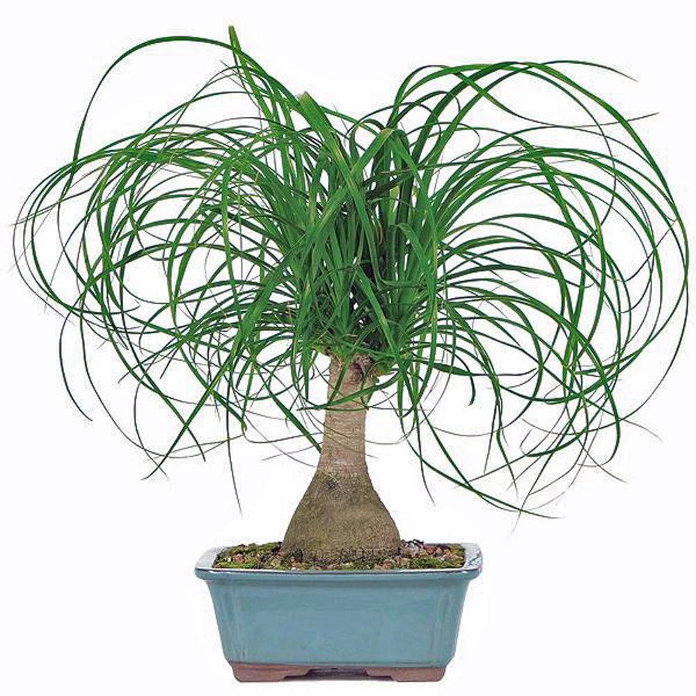 Ponytail Palm 2 Ponytail Palm