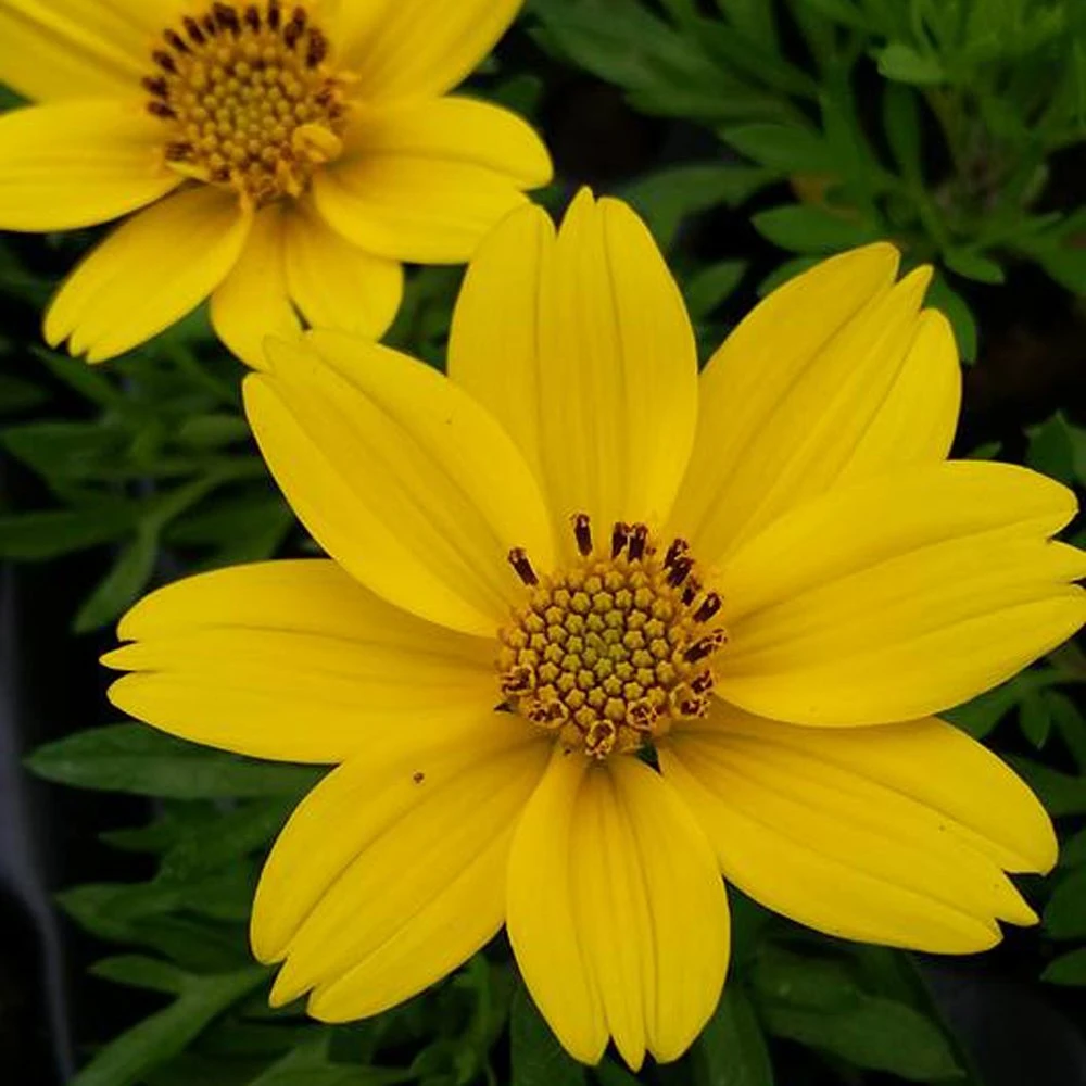 Popstar Bidens Plant 3 Popstar Bidens Plant