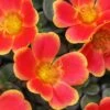 Colorblast Rum Punch Portulaca (Moss Rose) -Annual Plants Shop portulaca colorblast rum punch plant 1944 detail