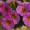 SuperCal® Premium Sunray Pink Petchoa Plant -Annual Plants Shop premium sunray pink petchoa plant 2343 detail