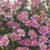 Pretty In Pink™ Bidens Plant
