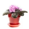 Pretty Pink African Violet -Annual Plants Shop pretty pink african violet plant 2351 detail