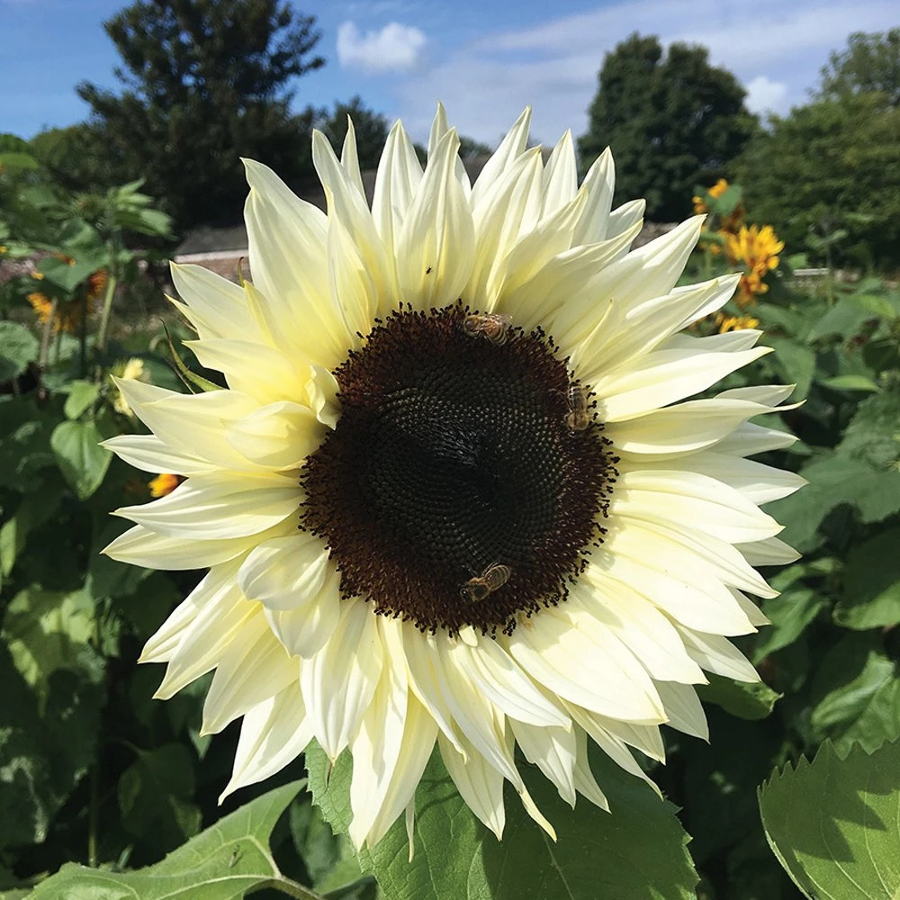 ProCut® White Nite Sunflower 3 ProCut® White Nite Sunflower