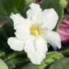 Pearl White African Violet