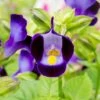 Purple Moon Torenia