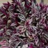 Purple Tongue Setcreasea -Annual Plants Shop purple tongue wandering jew plant 1611 detail
