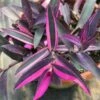 Purple Variegated Setcreasea