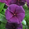 Quasar Deep Space Blue Catharanthus -Annual Plants Shop quasar deep space blue vinca plant 1867 detail