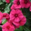 Quasar Raspberry Target Catharanthus 1 Quasar Raspberry Target Catharanthus -Annual Plants Shop quasar raspberry target vinca plant 2114 detail