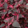 Raspberry Rum Alternanthera Plant -Annual Plants Shop raspberry rum alternanthera 243 detail