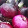 Red Candy Apple Onion
