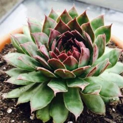 Red Heart Sempervivum (Hens And Chicks)
