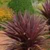 Red Sensation Cordyline