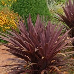 Red Sensation Cordyline
