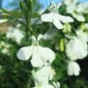Regatta Trailing White Lobelia -Annual Plants Shop regatta trailing white lobelia plant 1216 detail