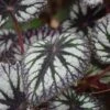 Fireworks Rex Begonia Plant