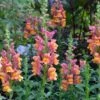 Rocket Bronze Snapdragon -Annual Plants Shop rocket bronze snapdragon plant 977 detail