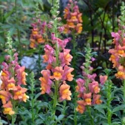 Rocket Bronze Snapdragon