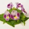 Rose Moon Torenia