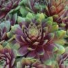 Ruby Heart Sempervivum (Hens And Chicks)