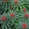 Rudolph Euphorbia Plant (Leafy Spurge) 2 Rudolph Euphorbia Plant (Leafy Spurge) -Annual Plants Shop rudolph euphorbia plant 873 detail