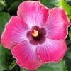 Rum Runner Cajun Hibiscus 2 Rum Runner Cajun Hibiscus -Annual Plants Shop rum runner cajun hibiscus plant 468 detail