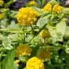 Samantha Lantana Plant