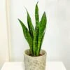 Sansevieria Zeylanica -Annual Plants Shop sansevevaria zeylanica snake plants 42 detail