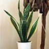 Sansevieria Laurentii -Annual Plants Shop sansevieria laurentii snake plant 2257 detail
