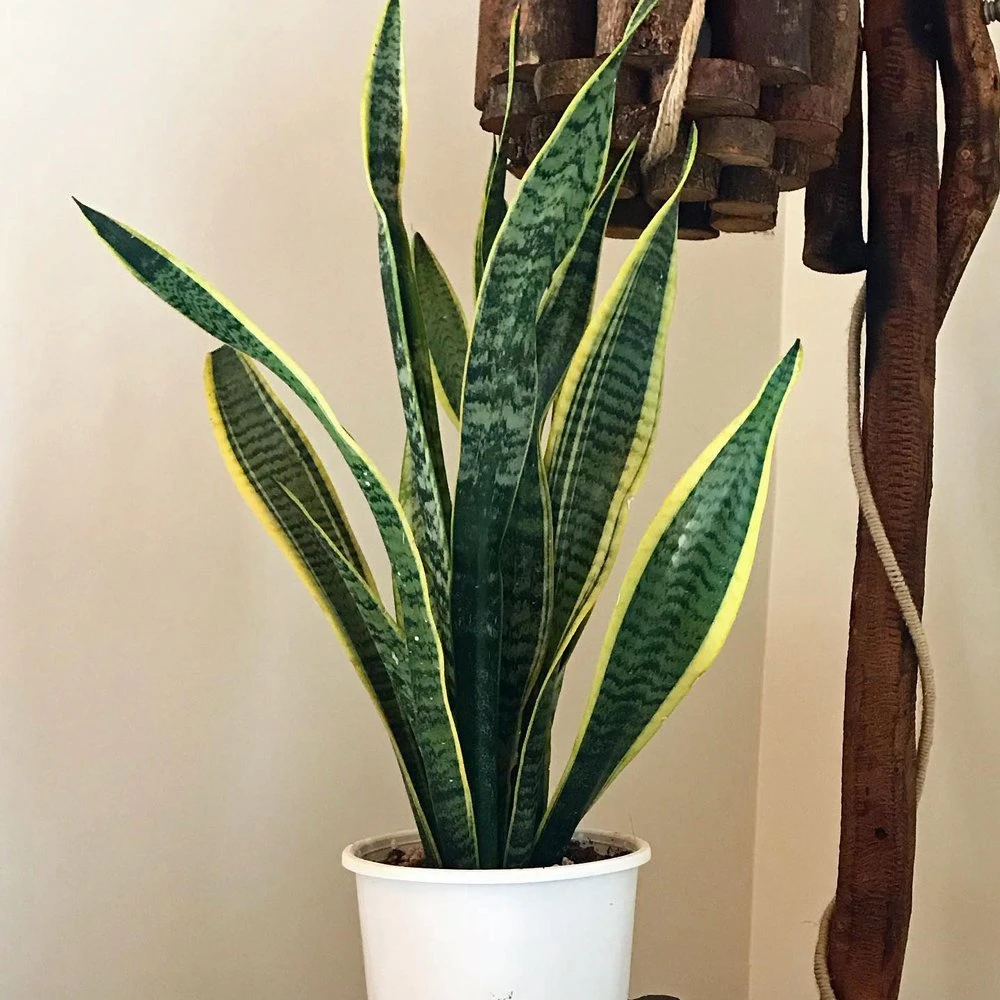Sansevieria Laurentii 3 Sansevieria Laurentii
