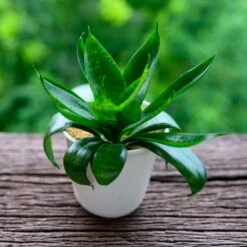 Sansevieria Starpower Jade Star