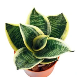 Sansevieria Starpower Ocean Star