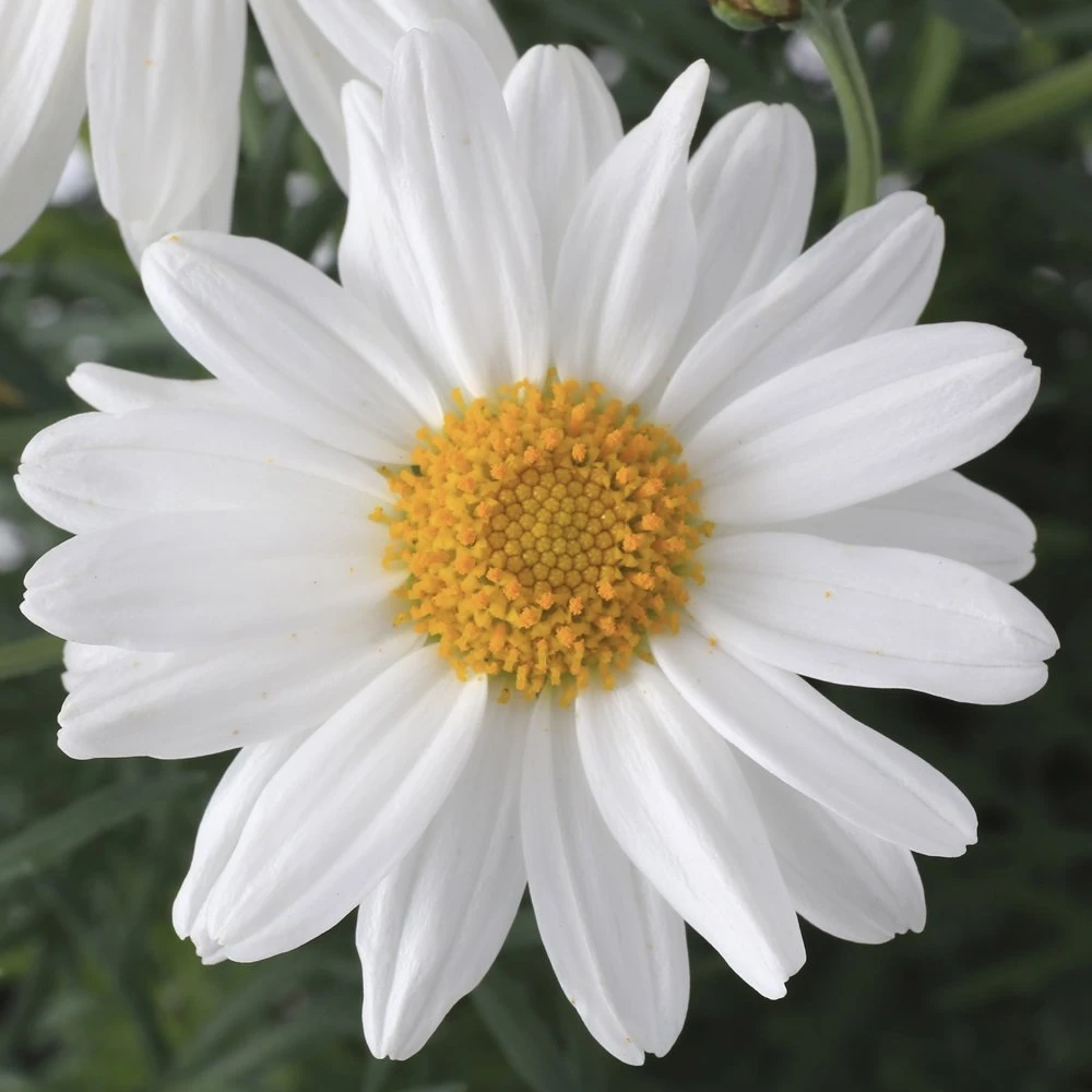 Sassy White Argyranthemum 3 Sassy White Argyranthemum