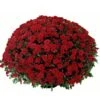 Belgian Mum® Savona Red Plant -Annual Plants Shop savona red belgian hardy mum plant 975 detail