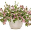 Whirlwind® Pink Scaevola