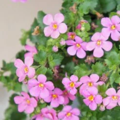 Scopia® Gulliver Pink Bacopa Plant